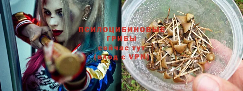 Галлюциногенные грибы Psilocybe  Починок 